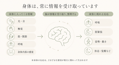 身体が受け取る情報と脳の働きについて
