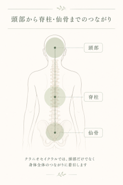 頭蓋骨から脊椎、仙骨までのつながり