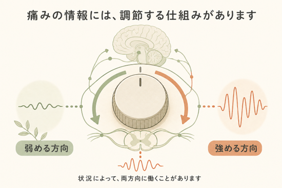 痛みの情報を調節する仕組みは、弱める方向にも強める方向にも働くことがあります